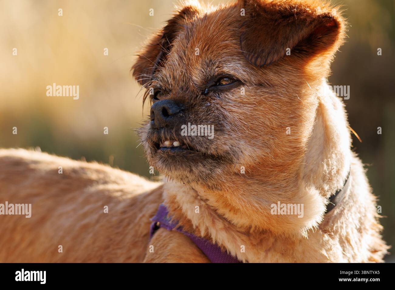 Ritratto in luce naturale di un cane geriatrico di razza mista con fessura alla luce del sole e denti cattivi, Alcoy, Spagna Foto Stock