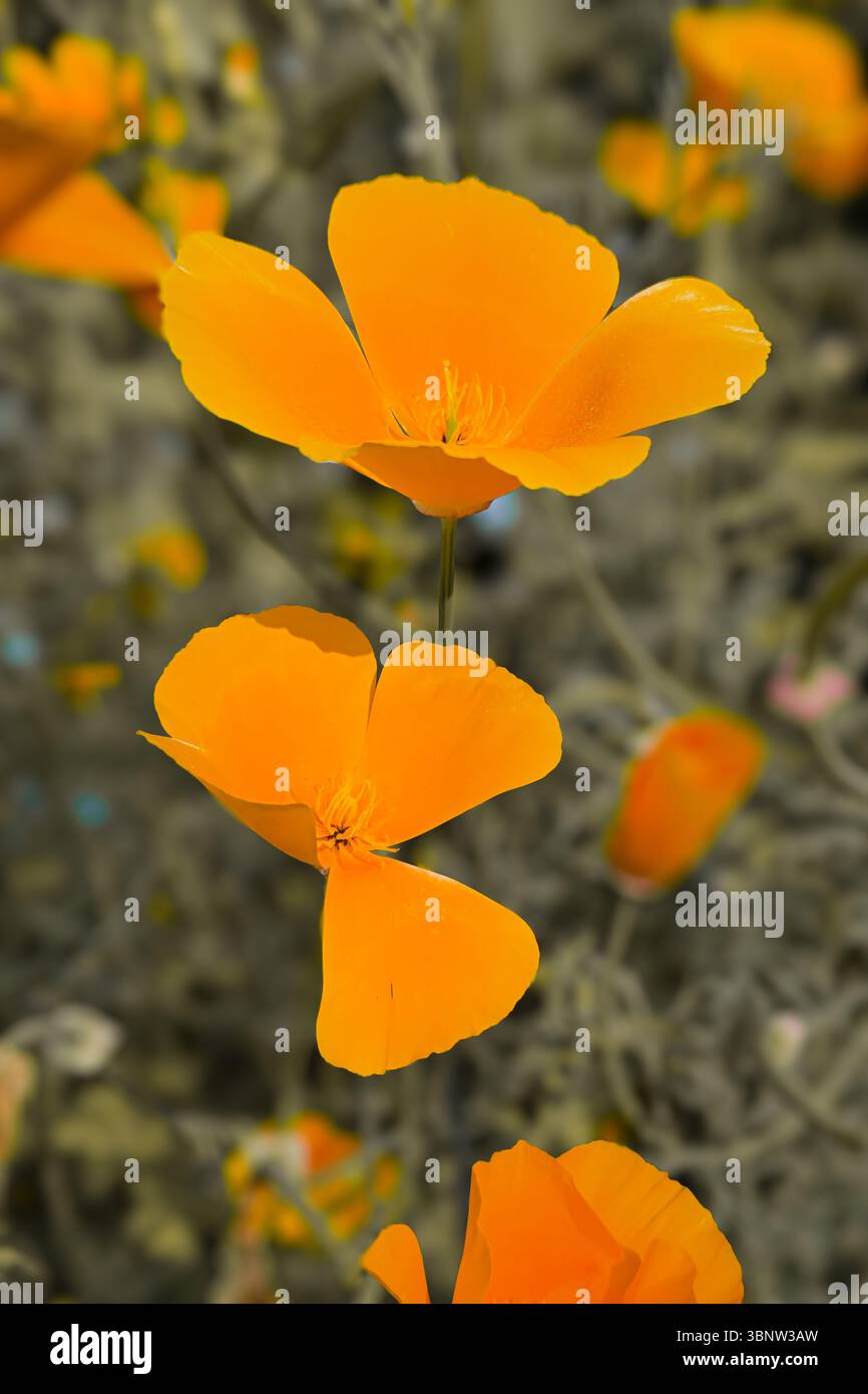 Papaver californicum. Stabilimento California Poppy. Un bellissimo fiore d'arancia con quattro petali su sfondo verde pallido. Macro. - Immagine stock catturata con smartphone