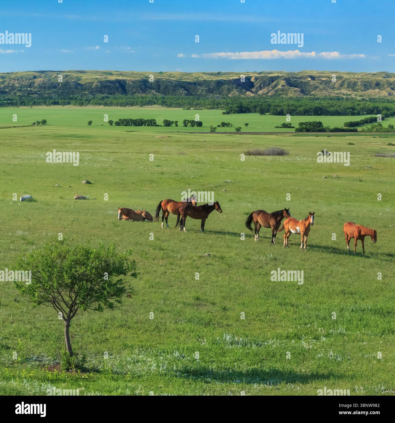 cavalli sopra la valle del fiume missouri vicino a culbertson, montana Foto Stock