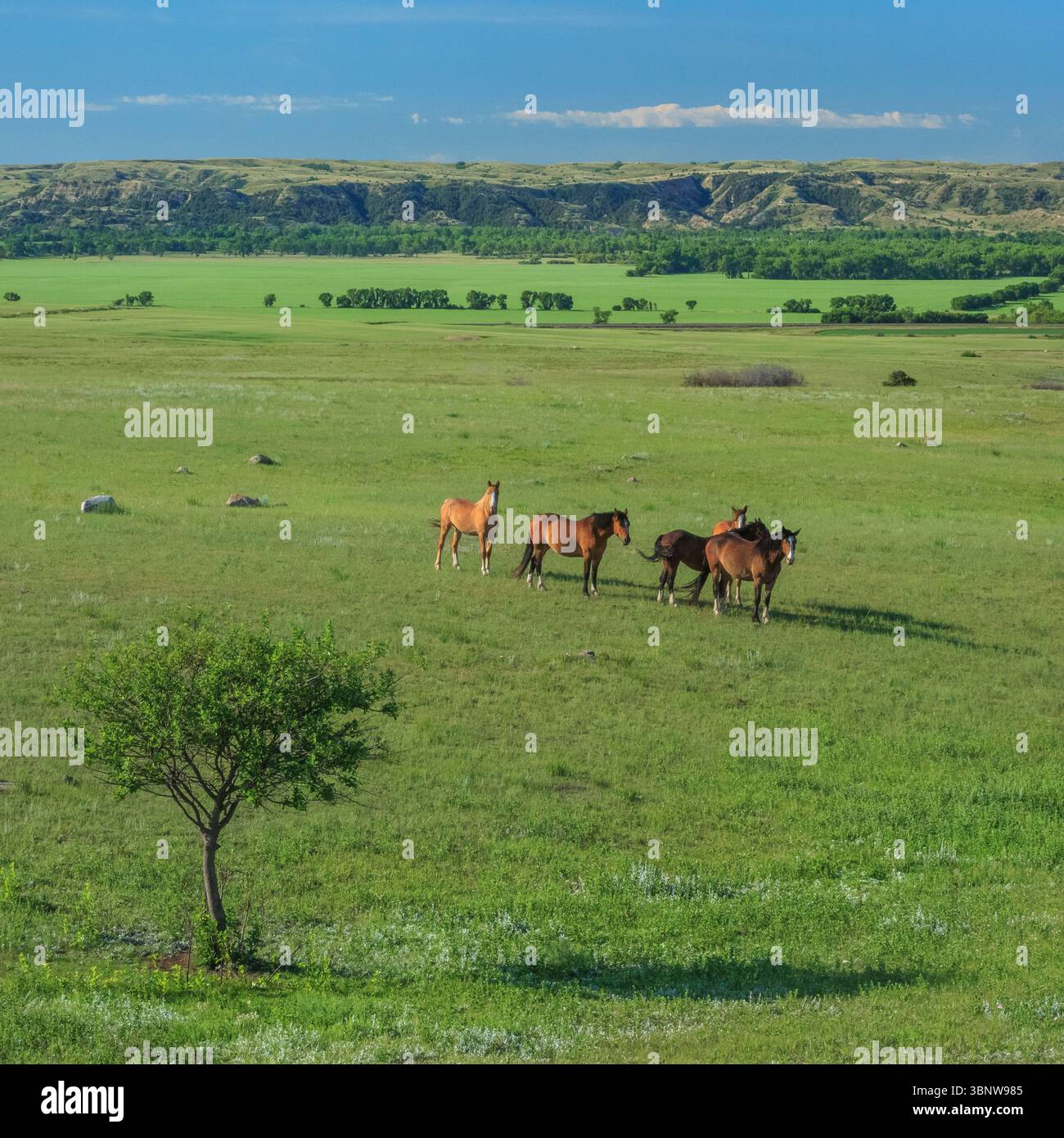 cavalli sopra la valle del fiume missouri vicino a culbertson, montana Foto Stock