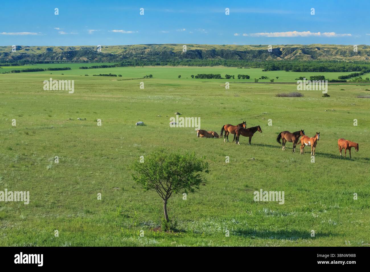 cavalli sopra la valle del fiume missouri vicino a culbertson, montana Foto Stock