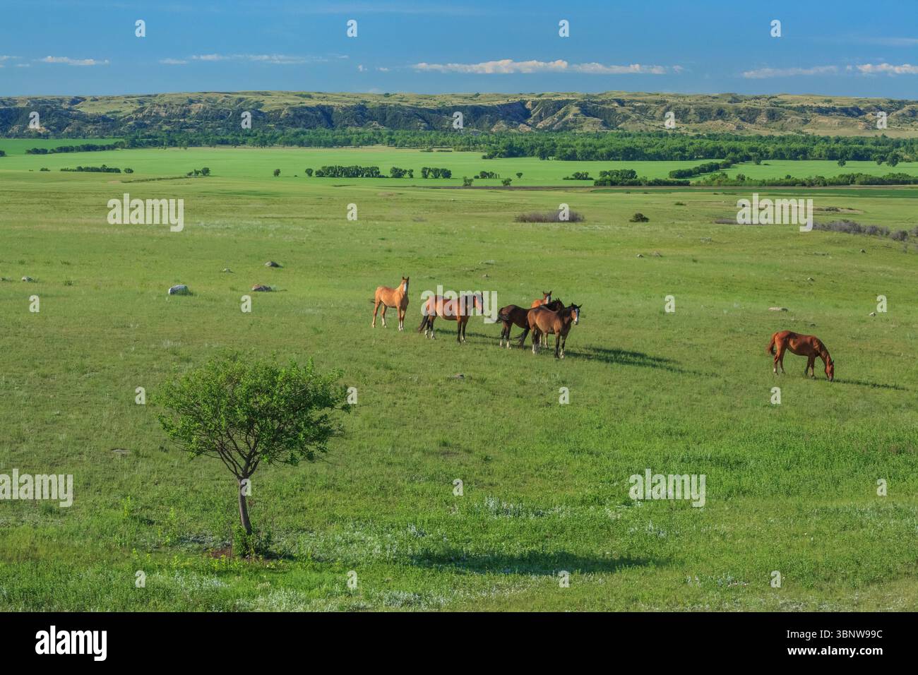 cavalli sopra la valle del fiume missouri vicino a culbertson, montana Foto Stock