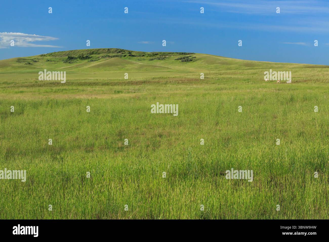 antelope sulla prateria vicino a culbertson, montana Foto Stock
