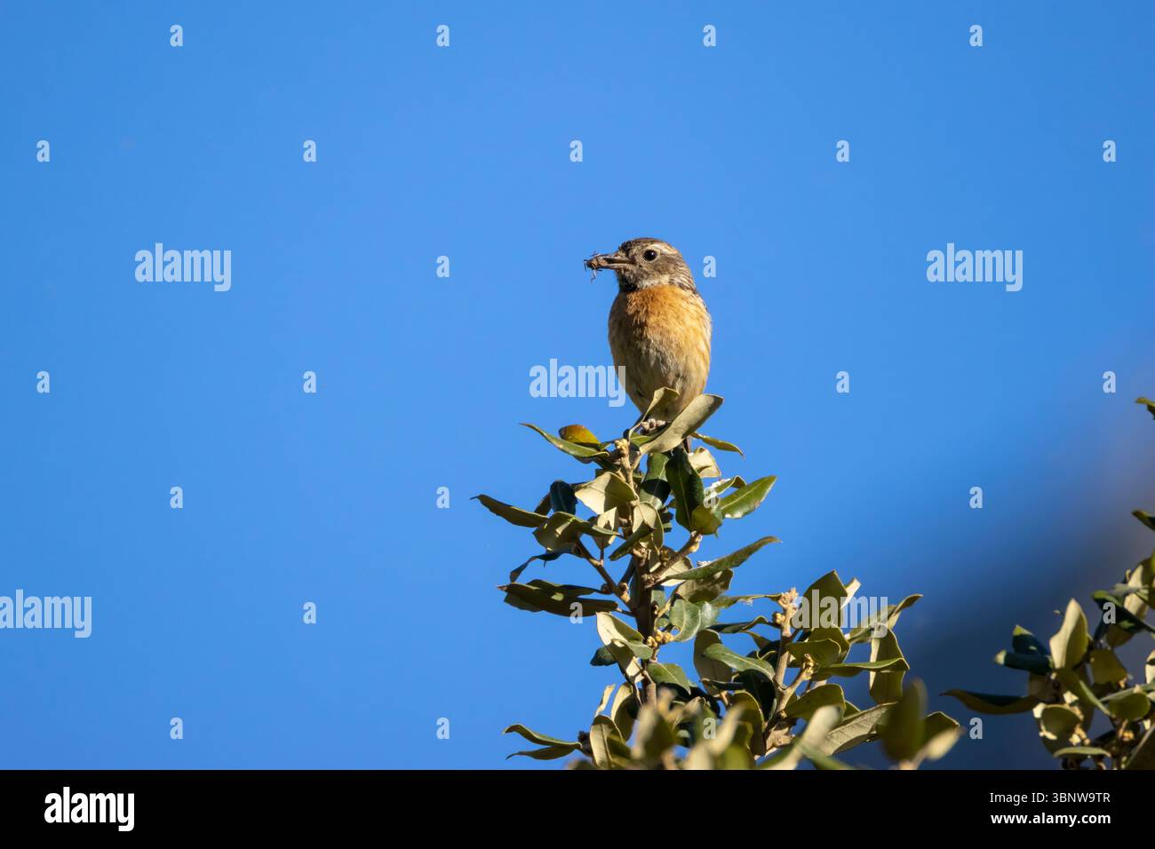 Femmina di pietra, Saxicola rubicola, con cavalletta in becco contro un cielo blu. Maiorca, Isole Baleari, Spagna, Europa, 2025 Foto Stock