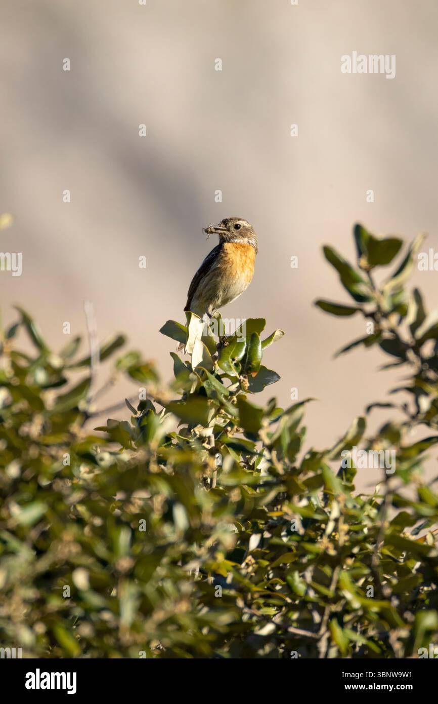 Femmina di pietra, Saxicola rubicola, che porta una cavalletta nel becco. Maiorca, Isole Baleari, Spagna, Europa, 2025 Foto Stock