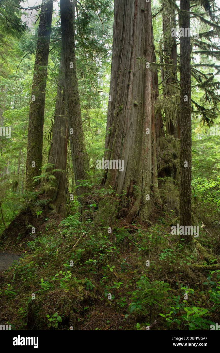 WA28475-00...WASHINGTON - il sentiero dei commissari attraverso un boschetto di alberi di cedro grandi e antichi nella contea di Jefferson. Foto Stock