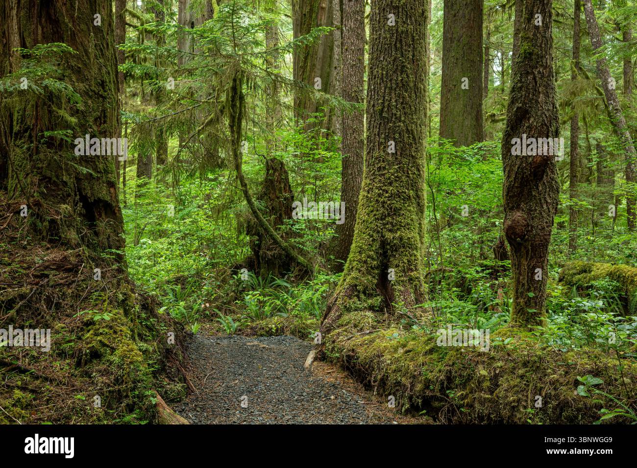WA28478-00...WASHINGTON - Scorri attraverso gli alti alberi ricoperti di muschio nel Commissioners Grove sulla penisola olimpica. Foto Stock