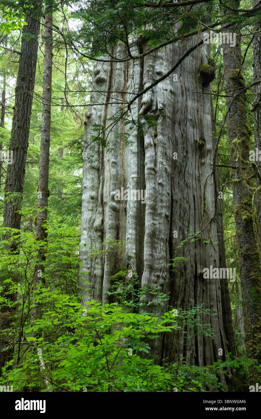 WA28480-00...WASHINGTON - enorme, molto vecchio, albero di cedro rosso occidentale visto lungo il Commissioners Trail. Foto Stock