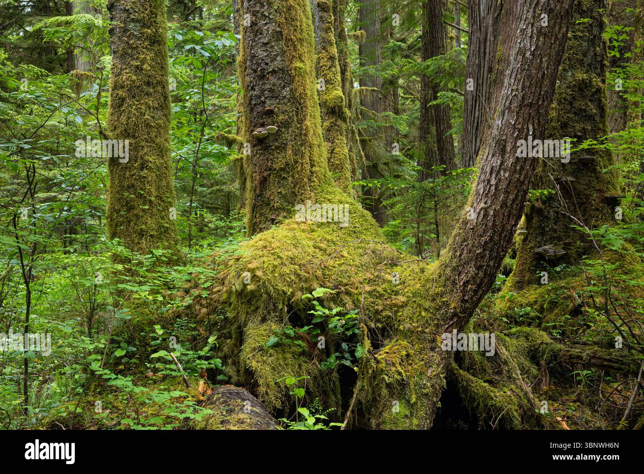 WA28483-00...alberi ricoperti di muschio e vista sul pavimento della foresta dal Commissioners Trail sulla penisola olimpica. Foto Stock