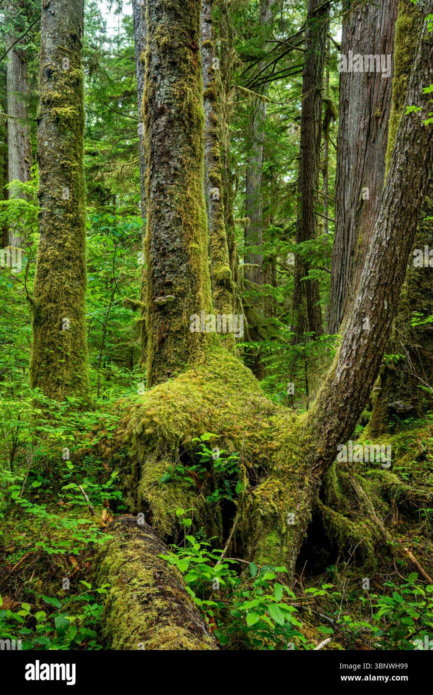 WA28484-00...alberi ricoperti di muschio e vista sul pavimento della foresta dal Commissioners Trail sulla penisola olimpica. Foto Stock