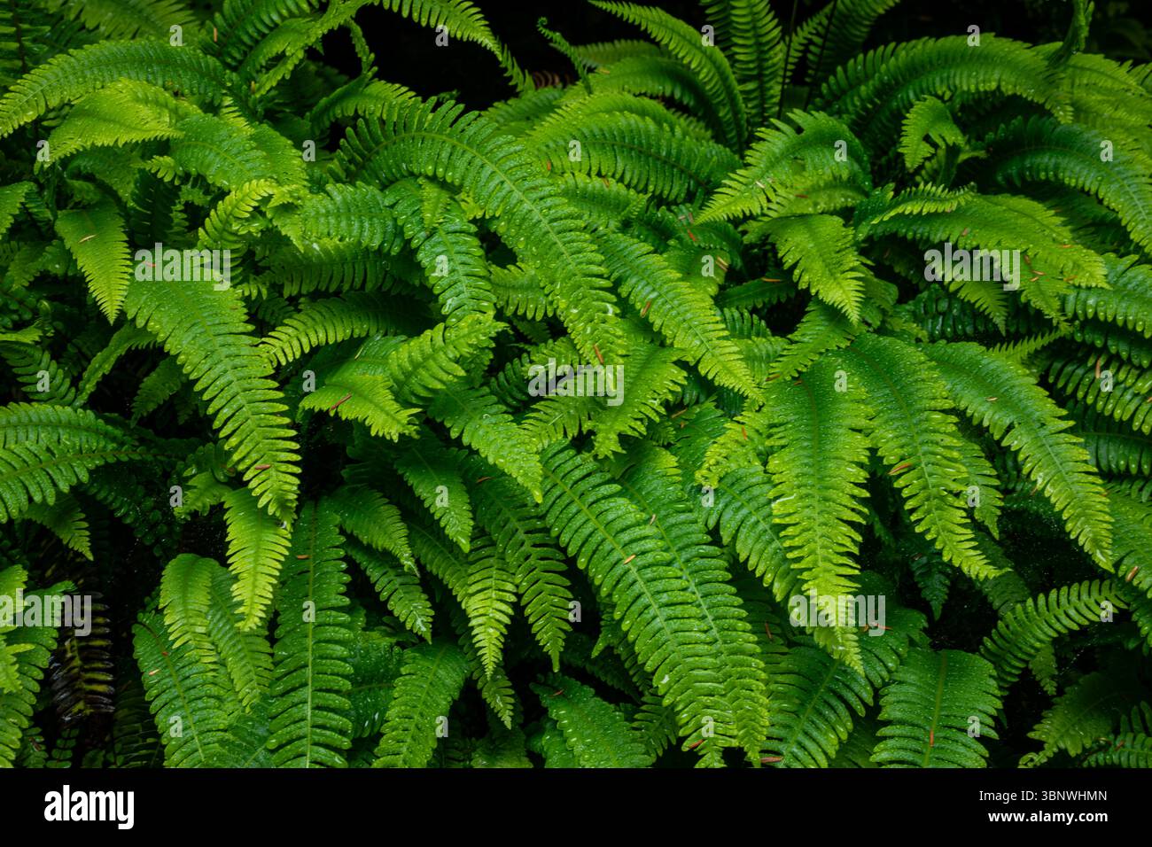 WA28492-00...WASHINGTON - Ferns che prosperano nella foresta pluviale come l'ambiente della penisola olimpica. Foto Stock