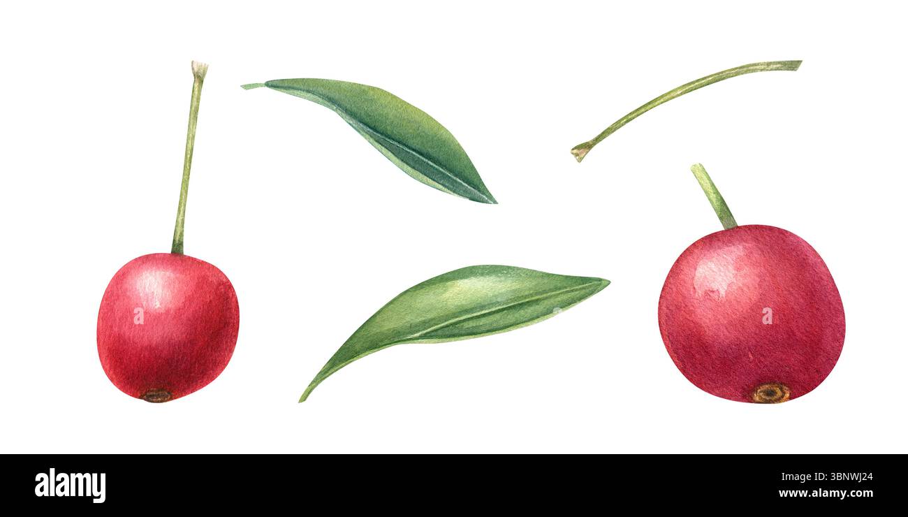 Ciliegie rosse o piccole mele con steli e foglie sfondo isolato. Clip art esotica e succosa ai frutti di bosco estivi Foto Stock