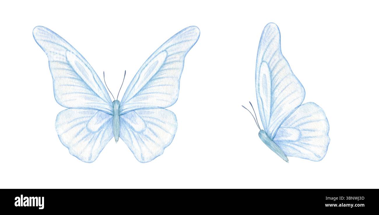 Astratte due farfalle blu con ampie e delicate ali sfondo isolato per illustrazioni ad acquerello clip art. Set di insetti eterei e sognanti f Foto Stock