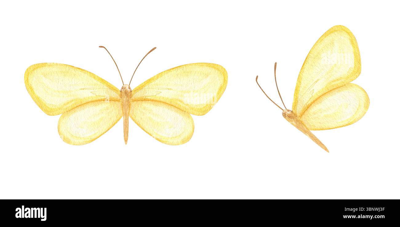 Due farfalle gialle astratte da sogno in uno sfondo isolato con clip art ad acquerello di volo. Insetto etereo dipinto a mano per l'arredamento del vivaio Foto Stock