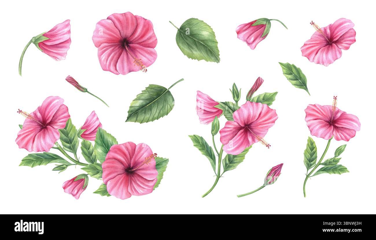 Fiori di ibisco rosa acquerello, rami e mazzi creano uno sfondo isolato. Illustrazione d'arte botanica tropicale dipinta a mano per l'arredamento di matrimoni Foto Stock