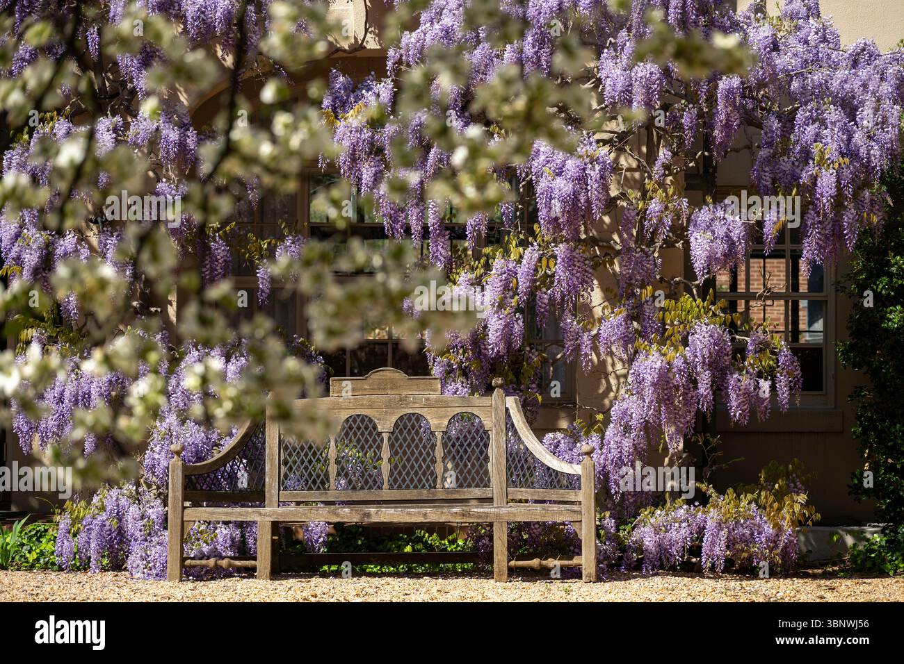 Wisteria in piena fioritura al Dumbarton Oaks Garden di Georgetown, Washington, D.C. Foto Stock