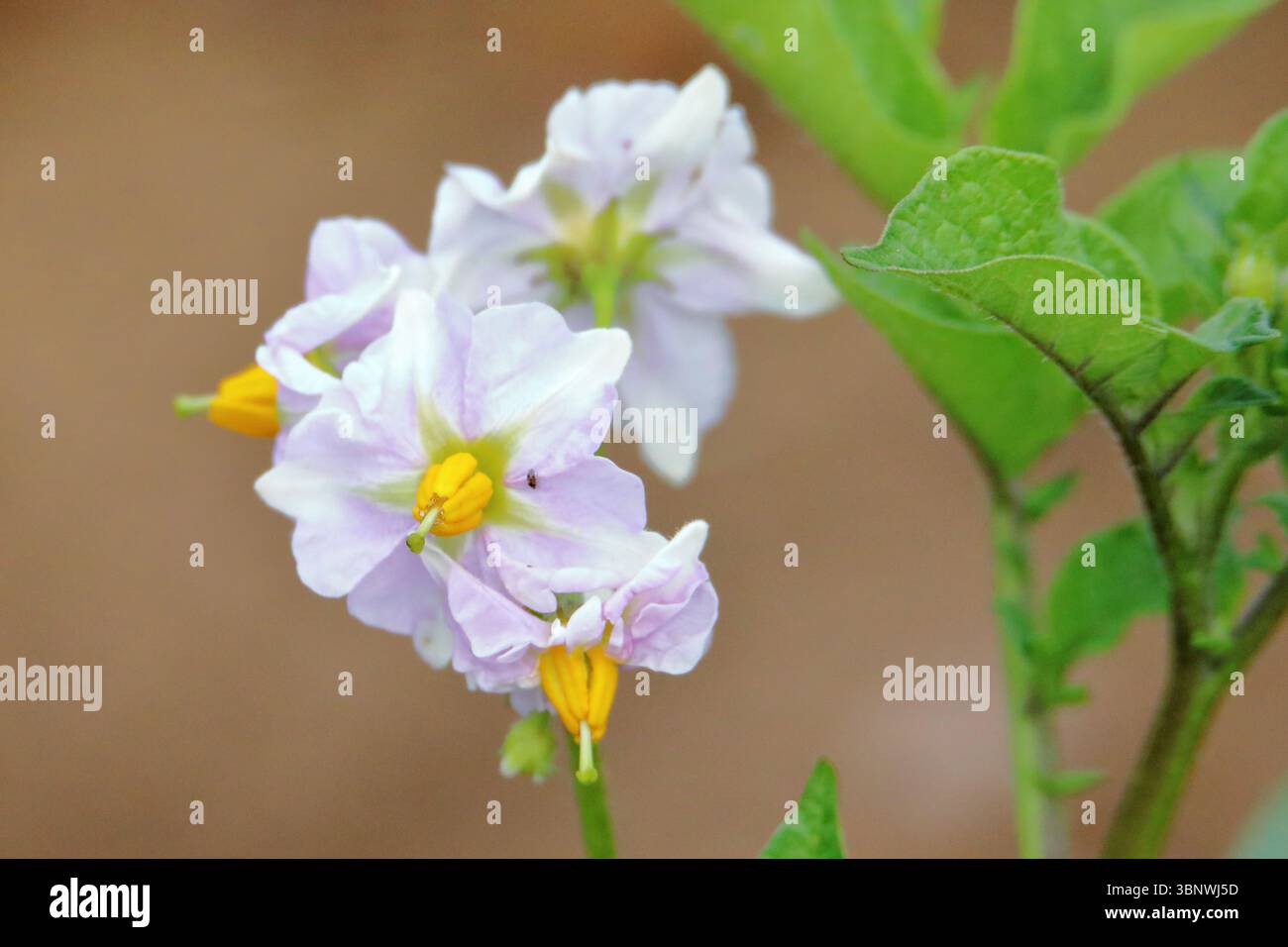 Pianta di patata fiori Foto Stock