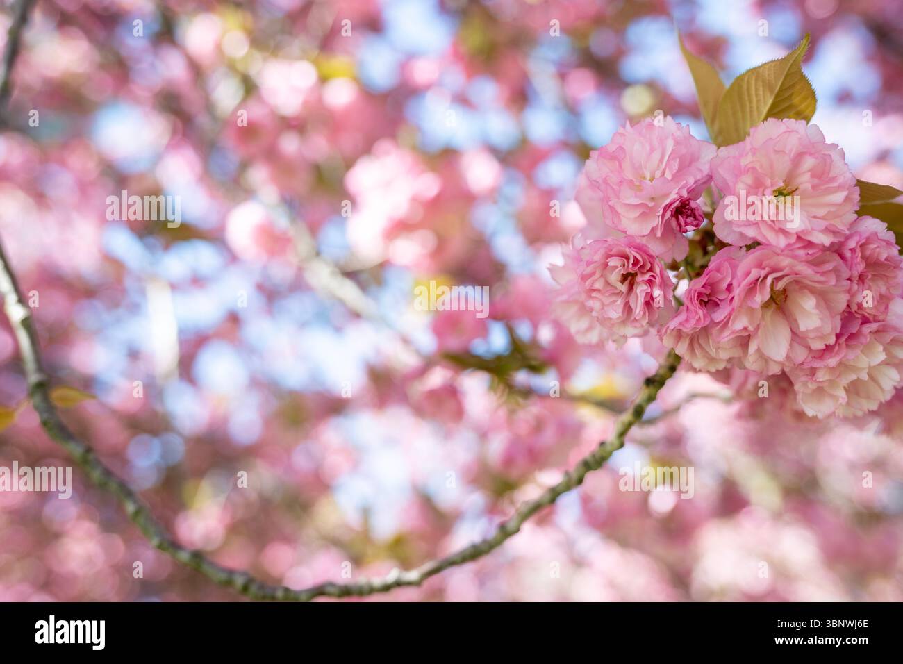 I ciliegi di Kwanzan sono in piena fioritura a Hains Point West Potomac Park a Washington, D.C. Foto Stock