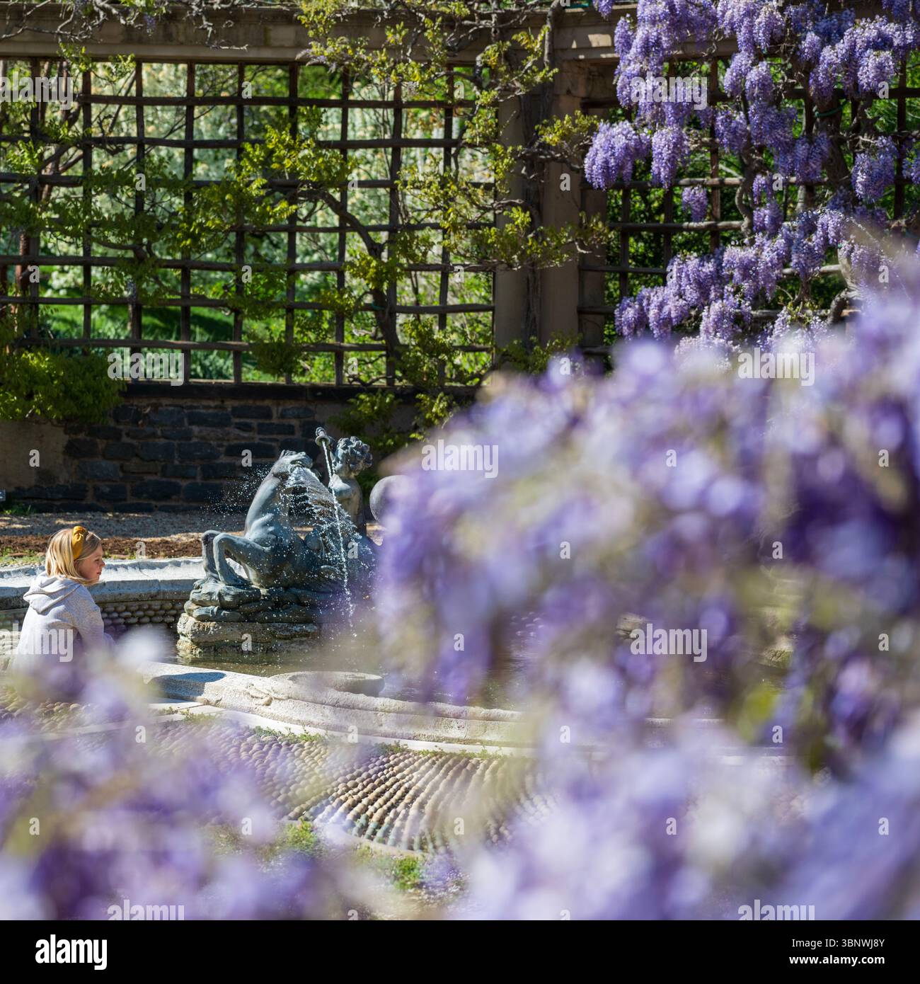 Wisteria in piena fioritura al Dumbarton Oaks Garden di Georgetown, Washington, D.C. Foto Stock