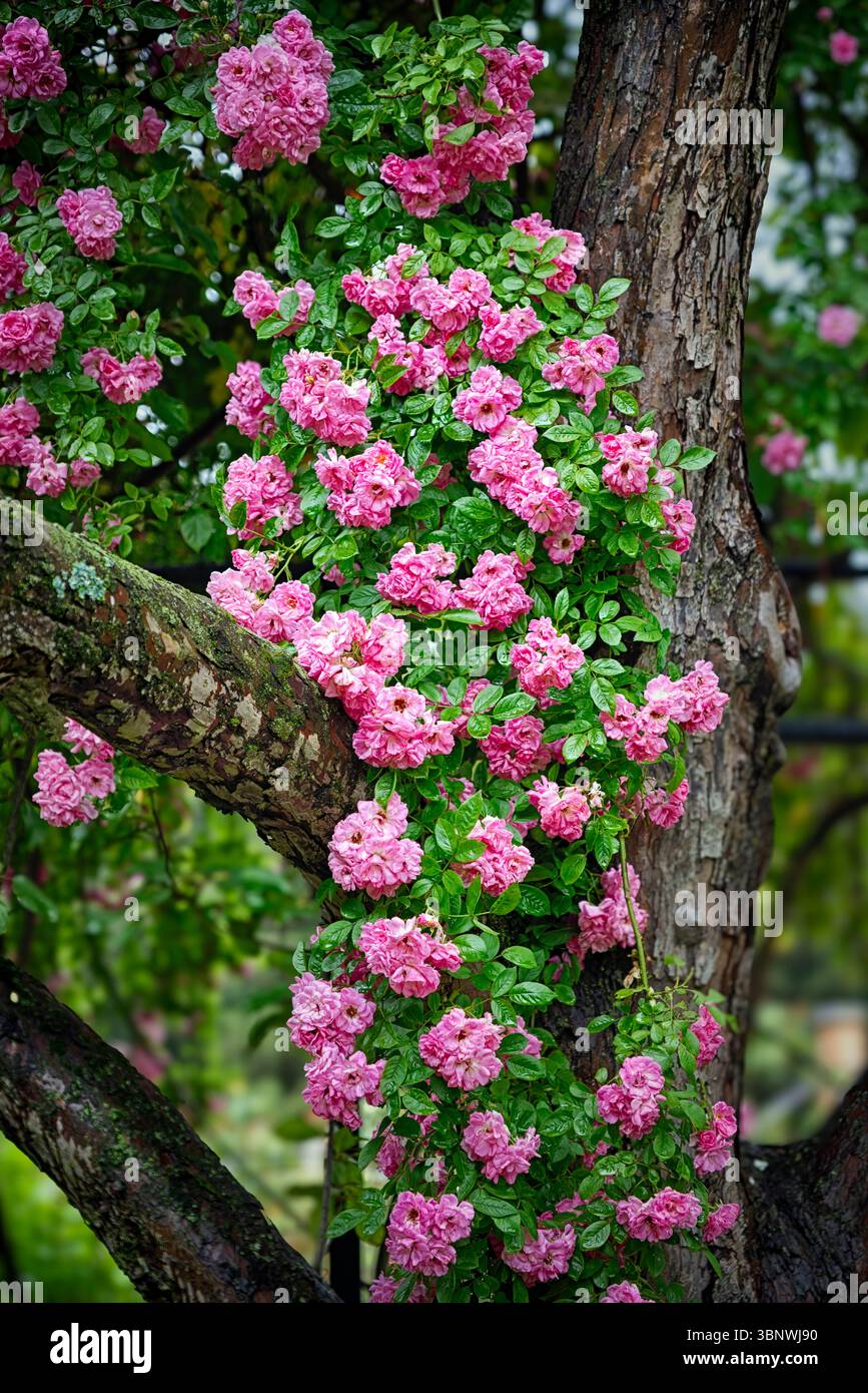 Vista ravvicinata delle Rose rosa di Dawson scalate su un albero in un giardino, Somerset County, New Jersey, Stati Uniti Foto Stock