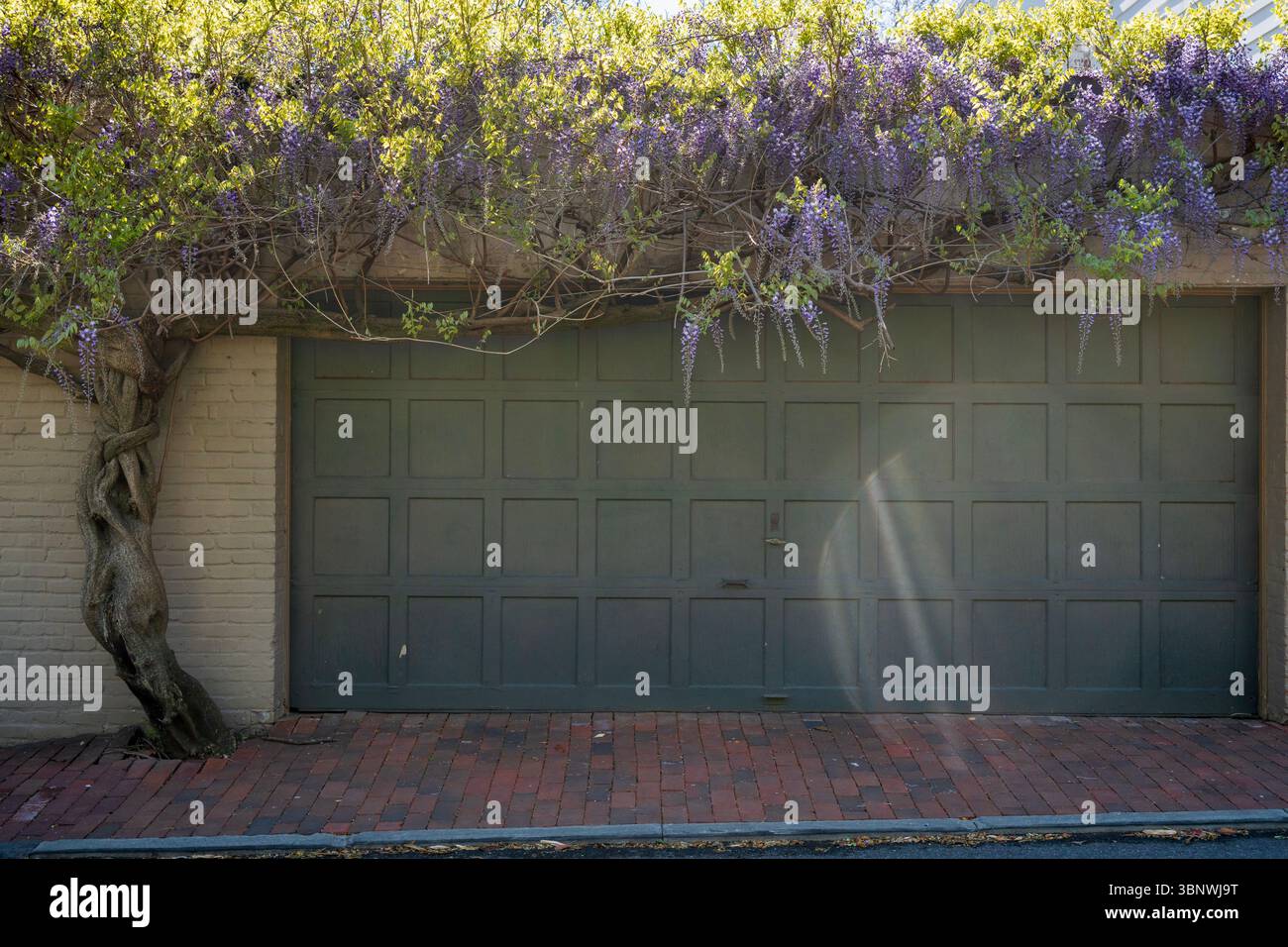 Wisteria in piena fioritura a Georgetown, Washington, D.C. Foto Stock