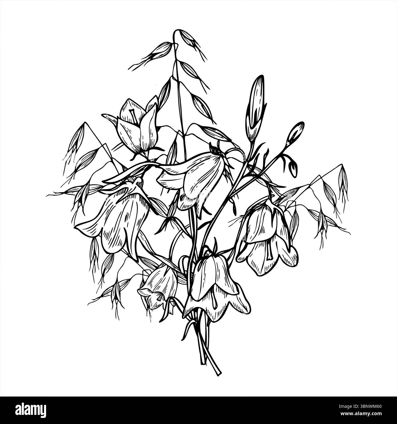 Bouquet monocromatico di fiori di campanello in fiore e illustrazione vettoriale di avena selvatica dipinta da inchiostri neri. Campanula disegnata a mano con erbe di prato Illustrazione Vettoriale