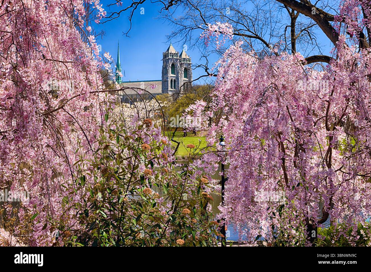 Cherry Blossom nel Branch Brook Park con la Cattedrale delle Sacre Torri del cuore sullo sfondo, Newark, New Jersey Foto Stock