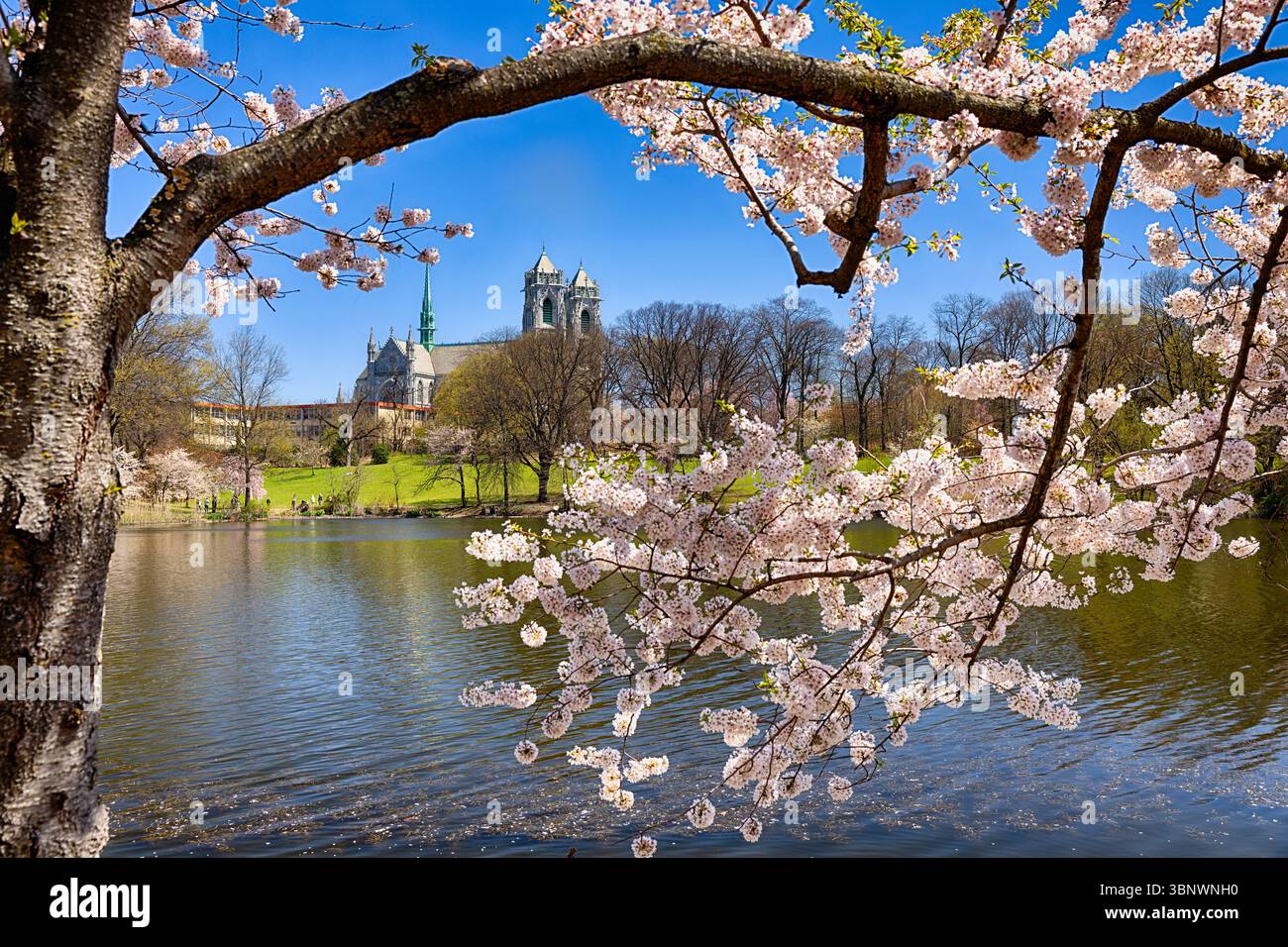 Cherry Blossom nel Branch Brook Park con la Cattedrale del Sacro cuore sullo sfondo, Newark, Essex County, New Jersey, USA Foto Stock
