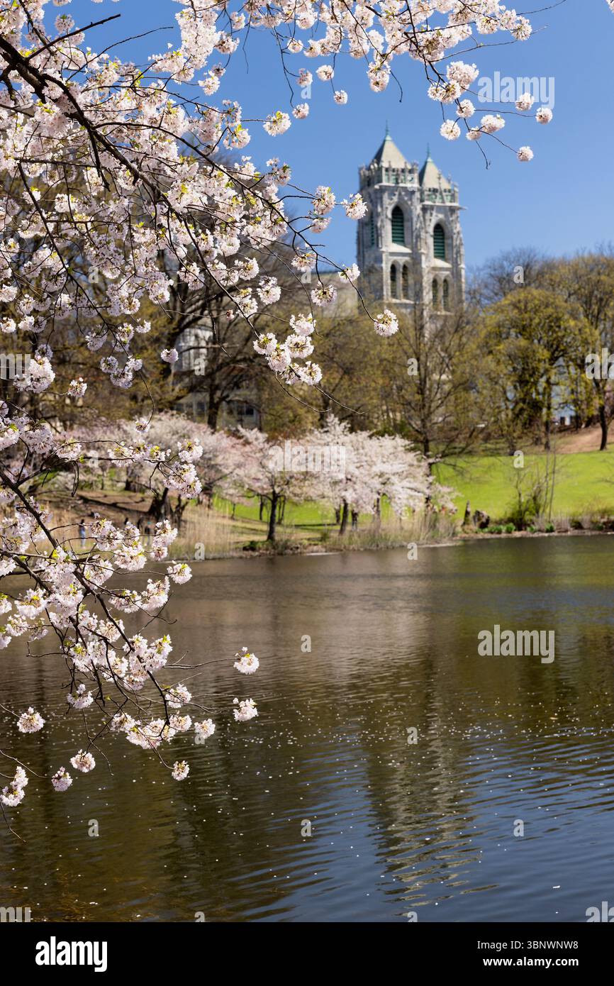 Cherry Blossom nel Branch Brook Park con la Cattedrale del Sacro cuore sullo sfondo, Newark, New Jersey Foto Stock