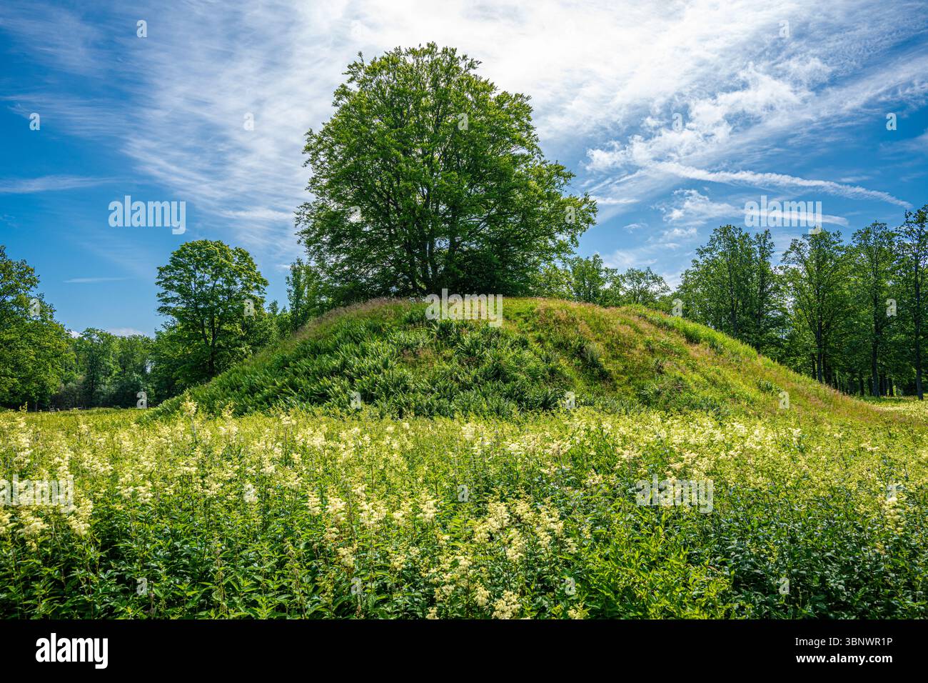 Una delle tante tombe vichinghe trovate a Borre, Vestfold, Norvegia. Qui troviamo più tombe vichinghe riunite in un luogo che altrove in Europa. Foto Stock