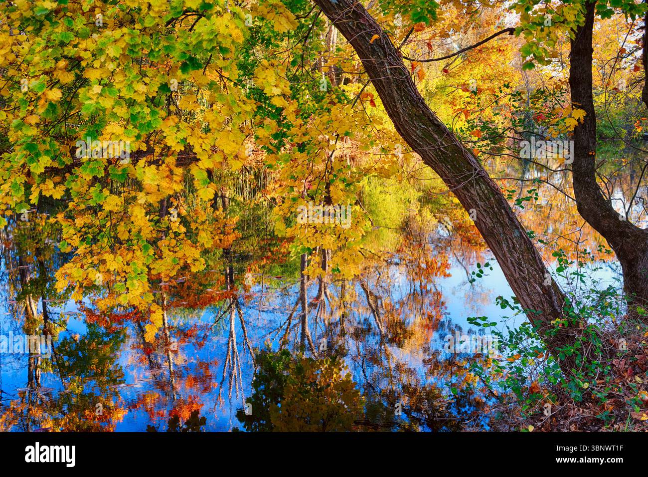 Colorate riflessioni autunnali nel Delaware e Raitan Canal, Millstone, Mercer County, New Jersey, Stati Uniti Foto Stock
