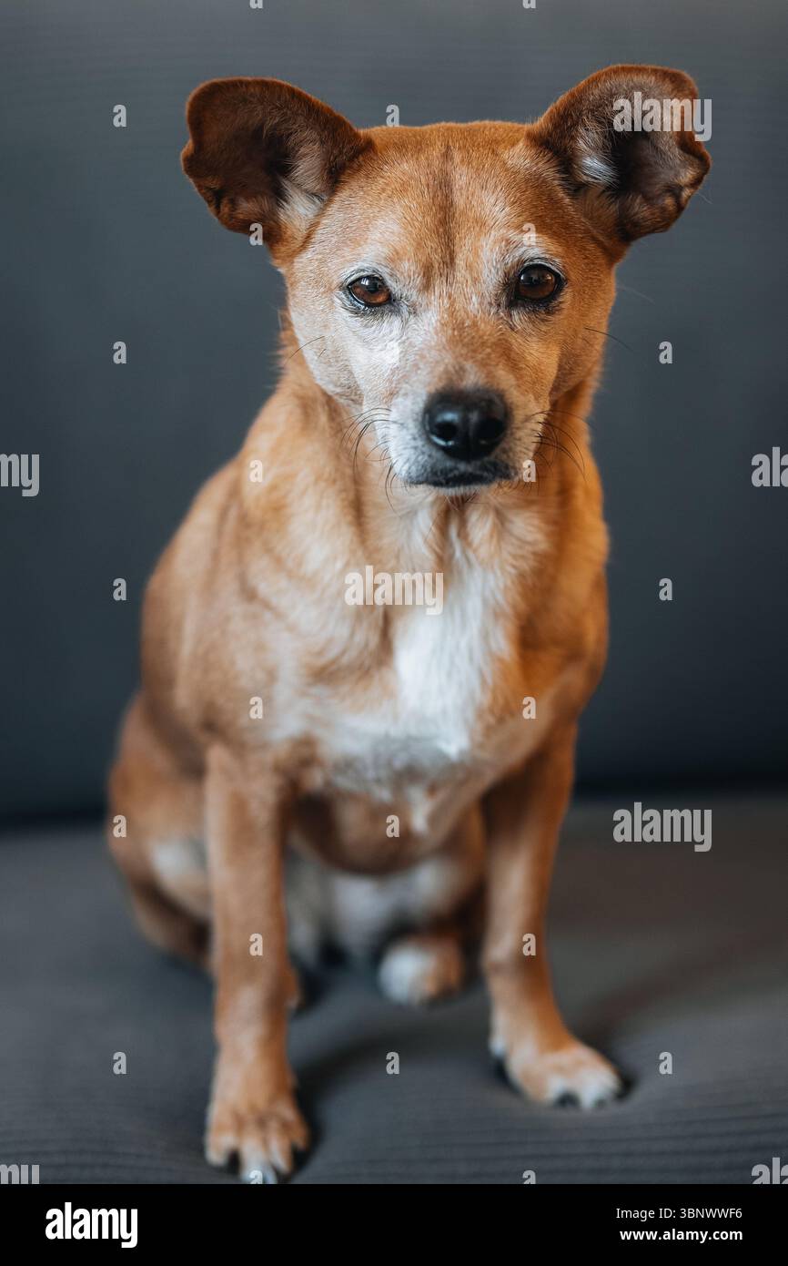 Ritratto completo di un piccolo cane marrone con occhi espressivi, seduto su un divano scuro. Ambiente interno con luce naturale soffusa e messa a fuoco nitida Foto Stock