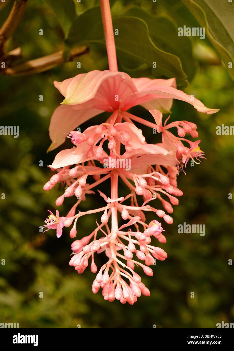 Orchidea filippina fiore rosa di Medinilla magnifica Lindl., uva rosa, medinilla rosa, fiore di Medinilla Foto Stock