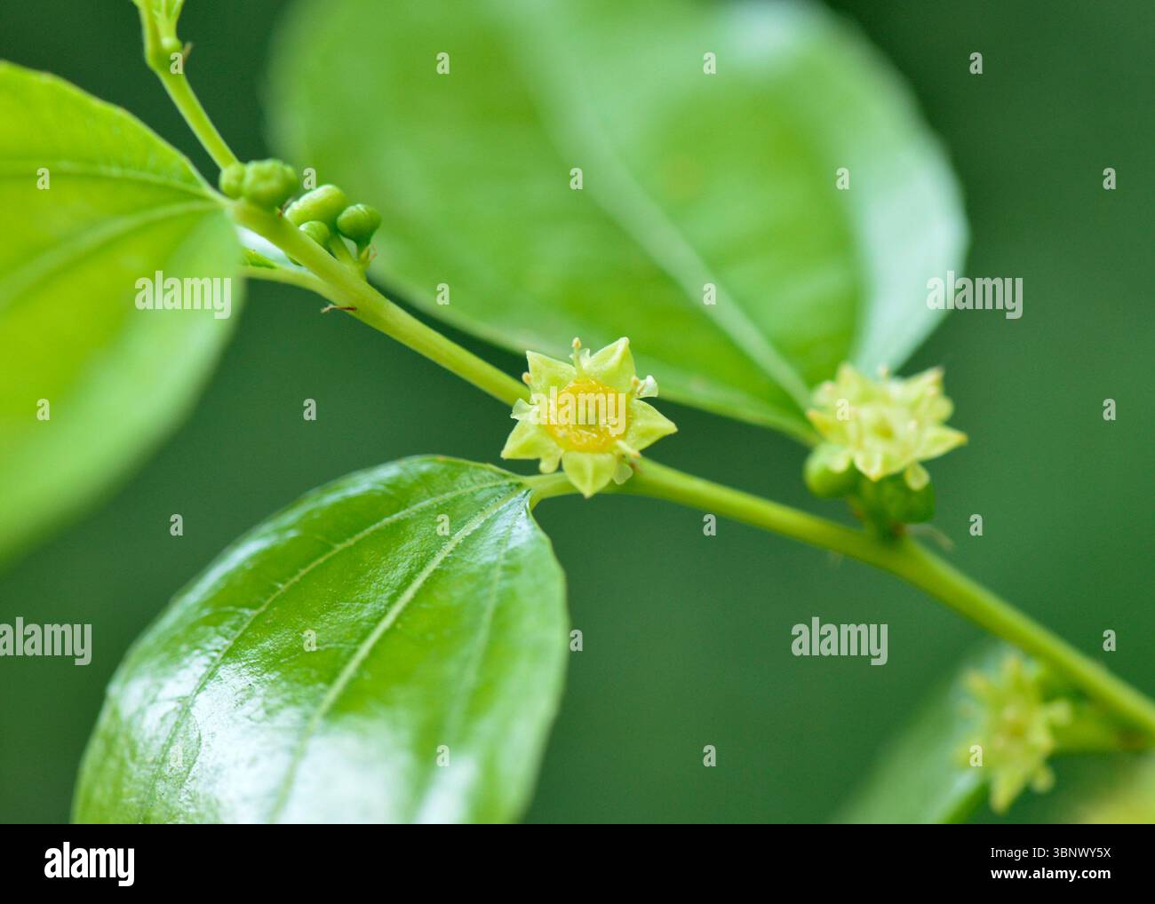Ziziphus jujuba fiore estivo, fioritura degli alberi di jujuba, fioritura della data cinese, data rossa, giuggiola indiana, data coreana, Tsao, Unnab, Daechu, Hoonza Foto Stock