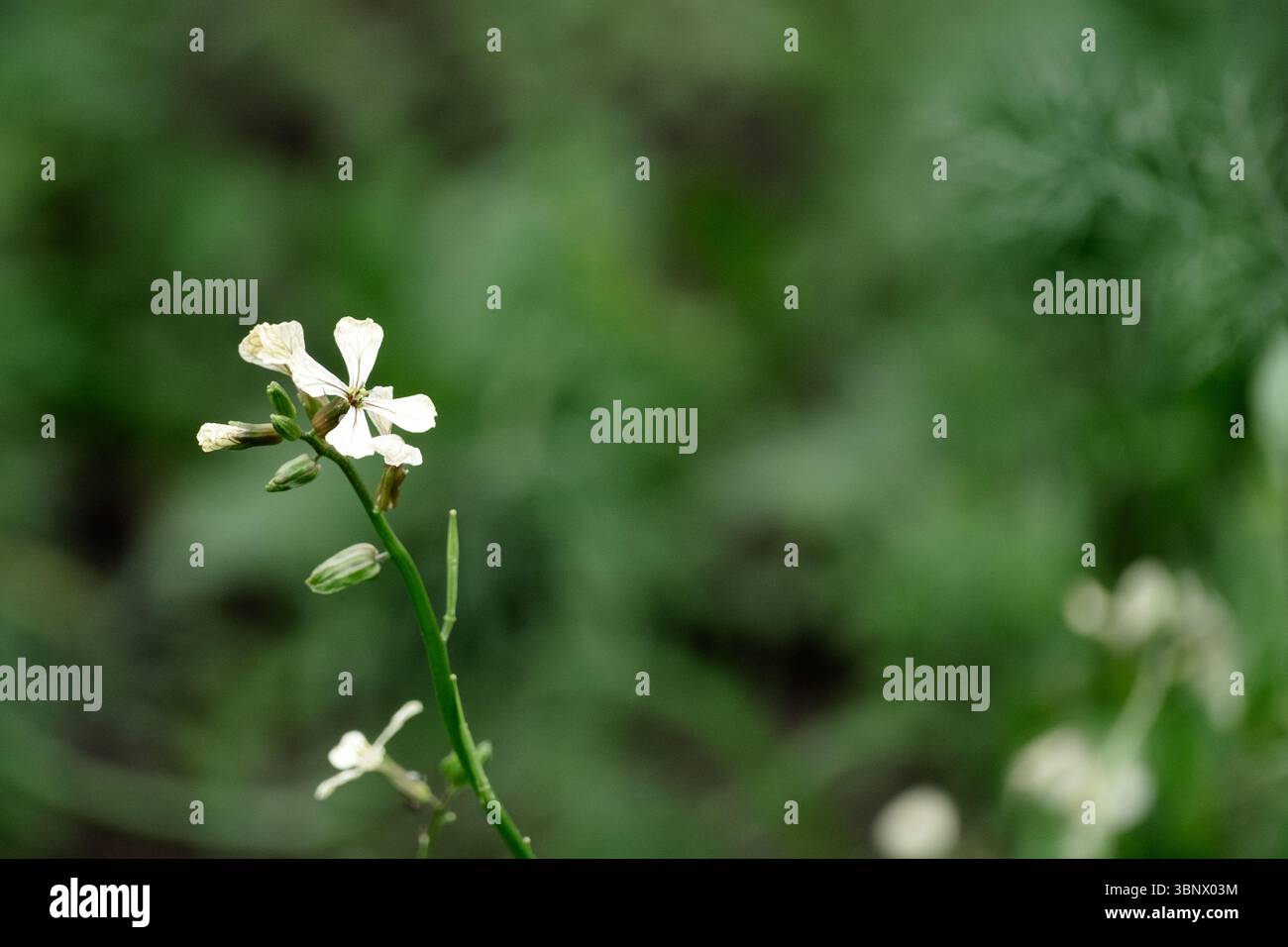 Rucola bianca in giardino, da vicino Foto Stock