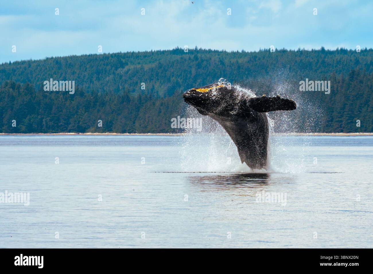 Balene megattere che saltano nel Pacifico nord-occidentale nella Columbia Britannica, Canada. Foto Stock