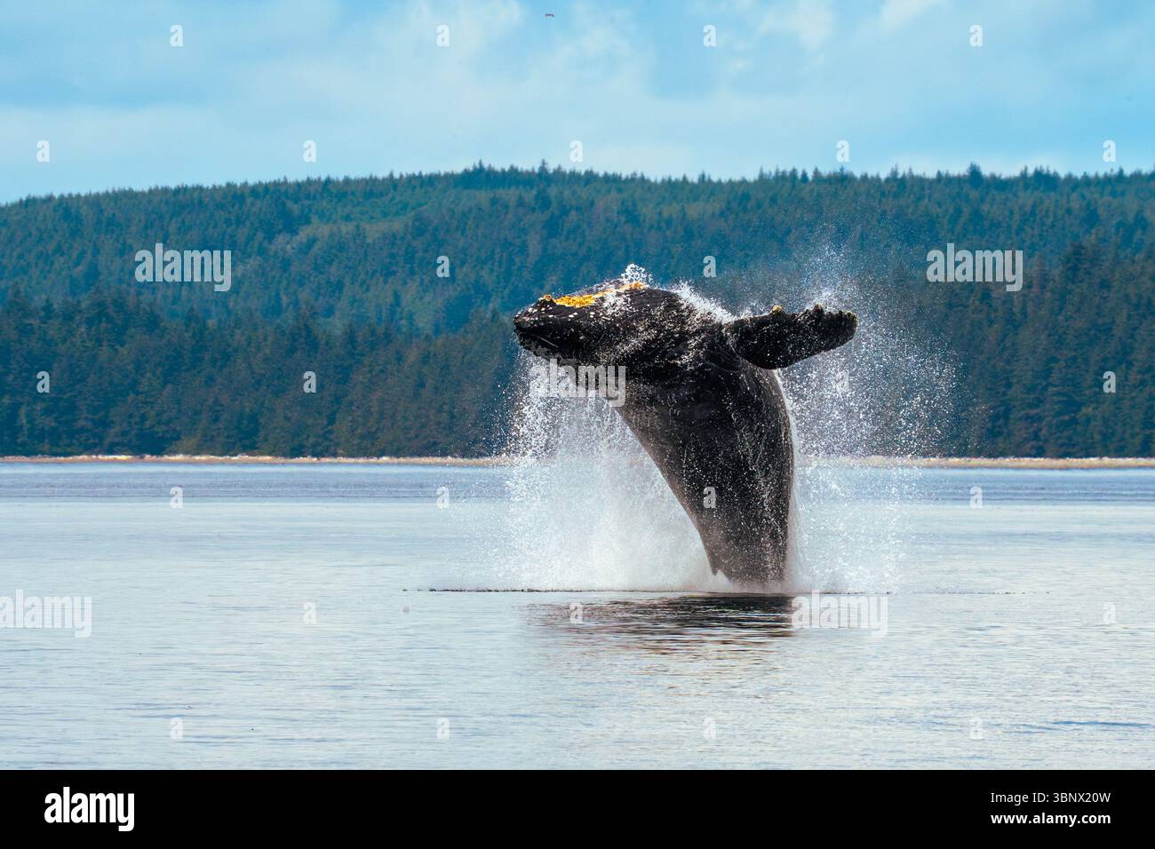 Balene che saltano nella Columbia Britannica, Canada. Foto Stock