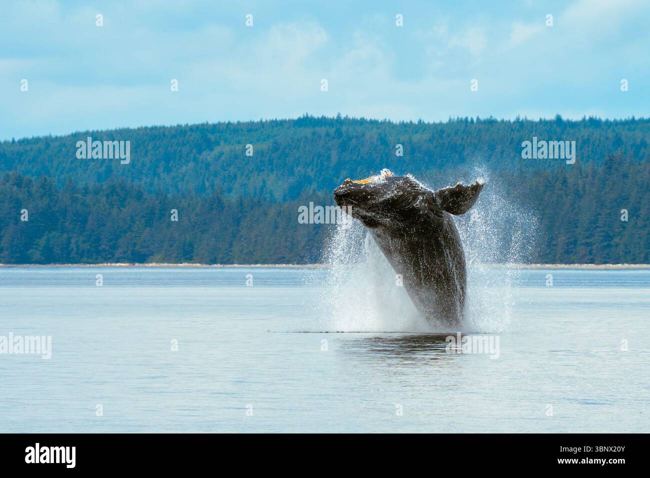 Balene megattere che saltano nella Columbia Britannica, Canada. Foto Stock