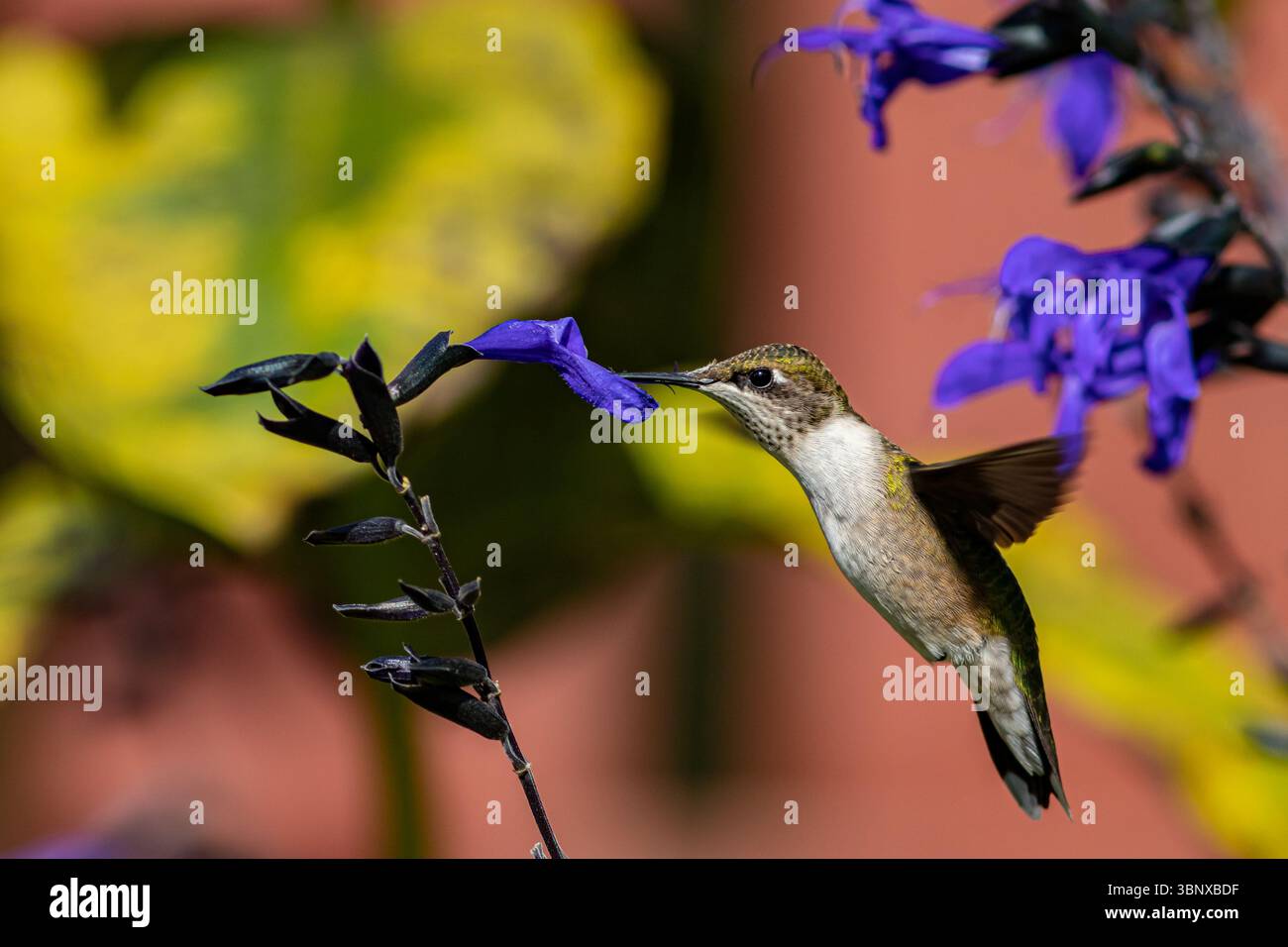 Colibrì dalla gola rubina che ottiene il nettare dal fiore viola di Salvia. Osservazione degli uccelli da cortile, osservazione degli uccelli selvatici e conservazione dell'habitat naturale. Foto Stock