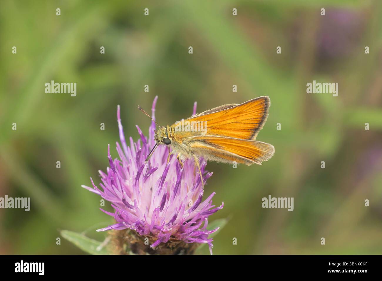 Small Skipper Butterfly on Flower, Regno Unito Foto Stock