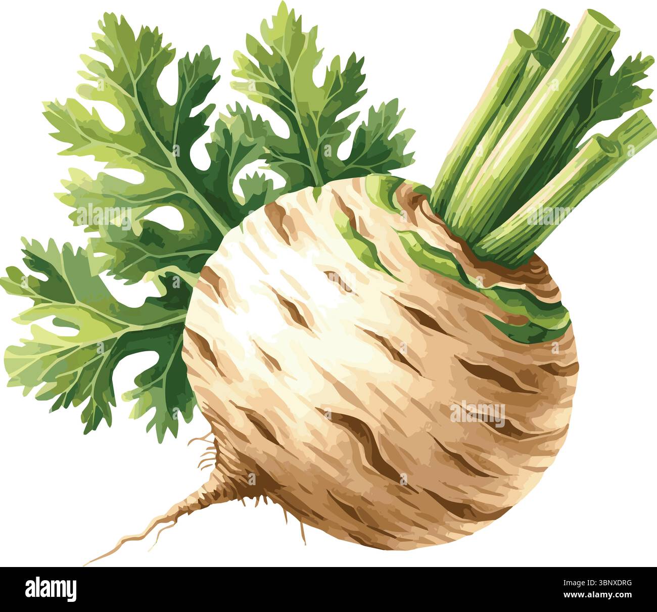 Illustrazione vettoriale dipinta ad acquerello di frutta Illustrazione Vettoriale