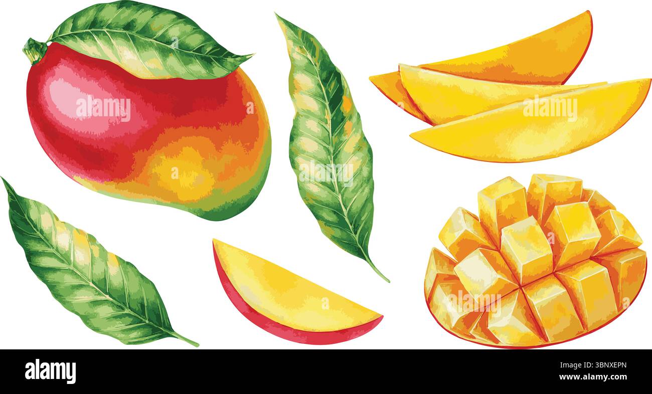 Illustrazione vettoriale dipinta ad acquerello di frutta Illustrazione Vettoriale