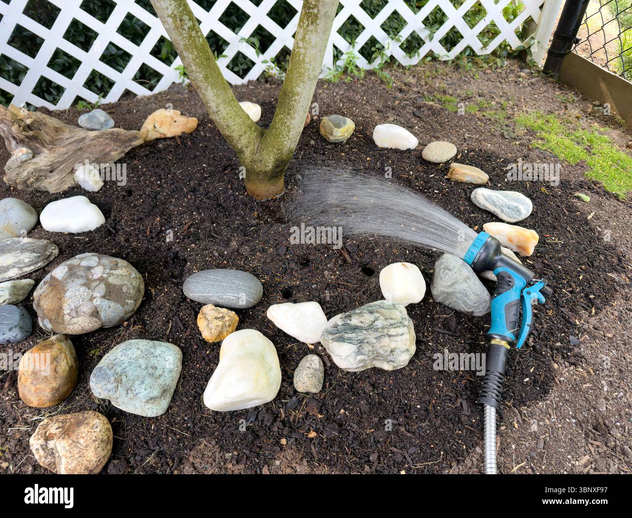 Tubo flessibile dell'acqua che scorre in modalità spray per innaffiare l'albero da frutto del fico del giardino domestico alla base durante la stagione estiva Foto Stock