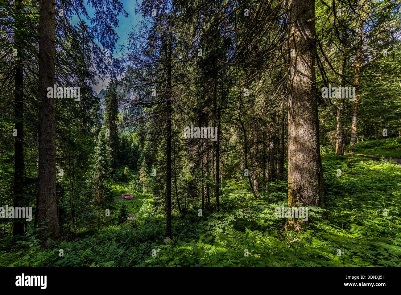 L’opera naturale "You Have Reached Your Destination" di Matthias Maeder e Claudia Vogel brilla piccola e rossastra tra i tronchi di abeti e le felci nella fitta foresta della Gerschnialp vicino a Engelberg. Intrecciata con rami, la replica di una puntina di localizzazione di Google Maps riprende l’icona delle mappe digitali. L’opera fa parte della mostra 2025 "Outlook – Insight" sul Gerschnialp Land Art Trail, Engelberg, Canton Obwalden, Svizzera. Foto Stock