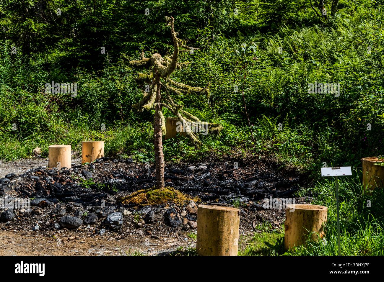Opera d'arte naturale di Leander Locher Phoenix: Per due giorni, un incendio è stato continuato a bruciare, producendo cenere e legna carbonizzata, dopo di che un oggetto trovato dalla foresta è stato posto sulla fossa del fuoco. Sentiero artistico Gerschnialp a Engelberg 2025 Leander Locher 'Phoenix' può essere visto sul Gerschnialp. Si tratta di morire e nuovi inizi come parte della mostra Land Art. Ubicazione: Gerschnialp, Engelberg, Obwalden, Svizzera, Europa. Il risultato è una creatura simile a un uccello. Un albero coperto di muschio in un caminetto Foto Stock