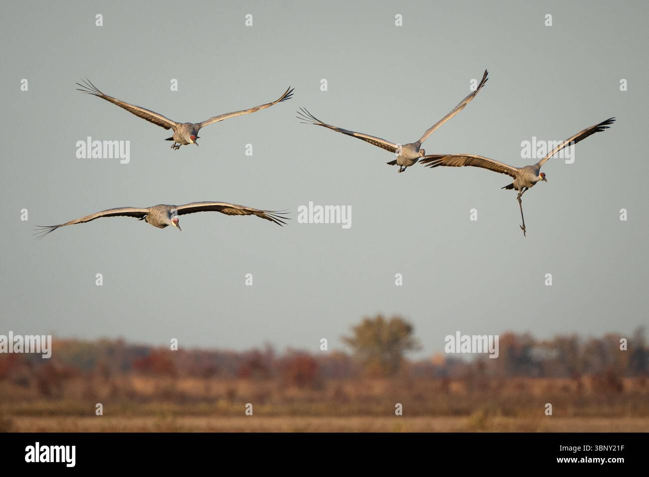 Quattro gru di sabbia volano su una zona umida al tramonto durante la migrazione autunnale. Foto Stock