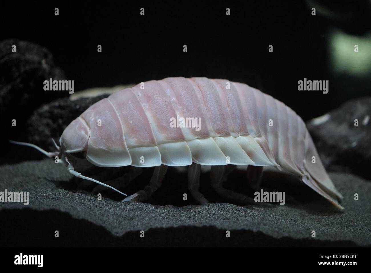 Isopode gigante (Bathynomus giganteus) in Giappone Foto Stock