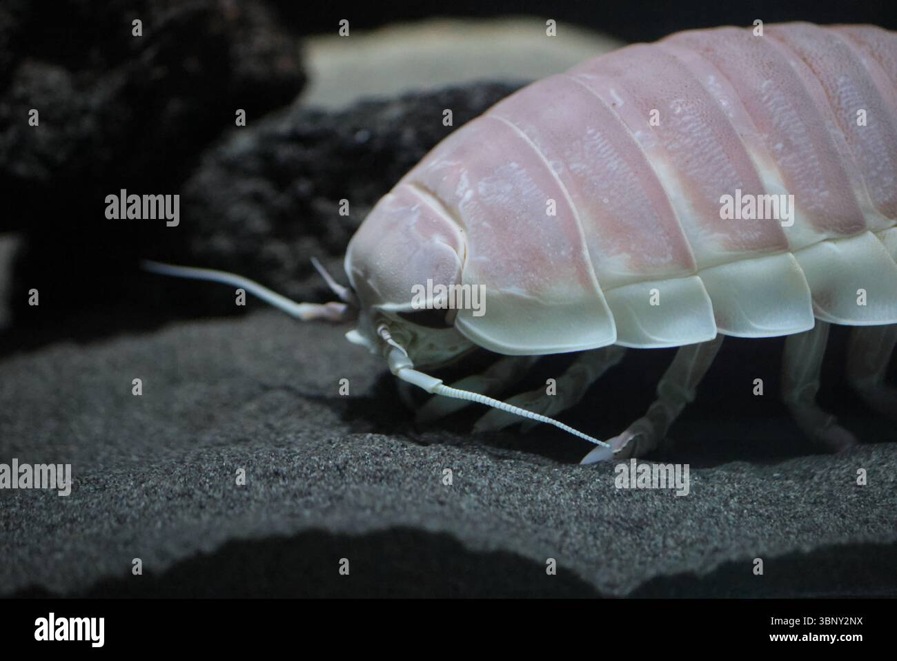 Isopode gigante (Bathynomus giganteus) in Giappone Foto Stock