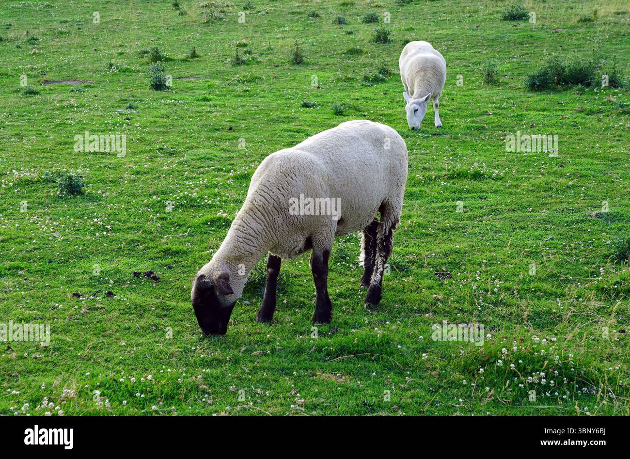 Due pecore pascolano pacificamente in un pascolo verde vivace, di cui una in primo piano con testa e gambe scure Foto Stock