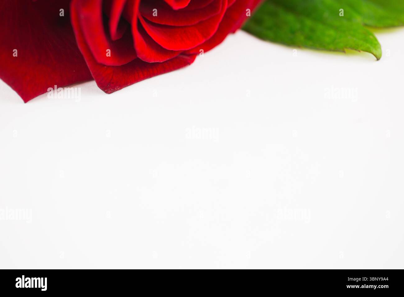 Una rosa rossa con foglie verdi poggia su una superficie bianca, con design piatto e spazio per copie Foto Stock